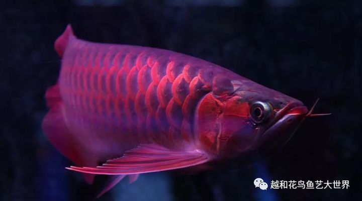 日本紅龍魚，日本紅龍魚品種鑒別技巧，紅龍魚風水擺放位置， 龍魚百科 第2張