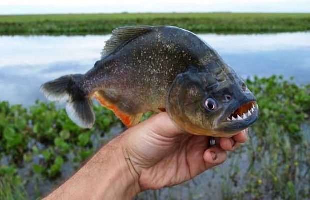 泰國虎魚食物處理方法，泰國虎魚食物消毒技巧,泰國虎魚食物保存方法 虎魚百科 第5張