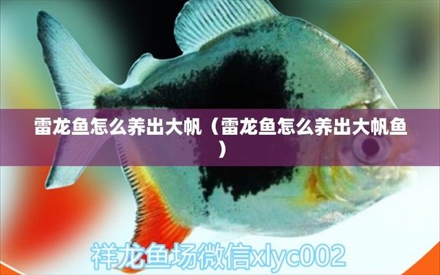 雷龍魚怎么喂大帆，如何判斷雷龍魚健康狀態(tài) 龍魚百科 第2張