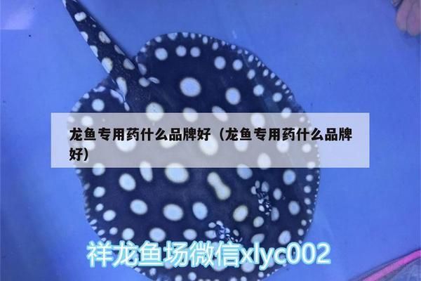 龍魚常用藥 龍魚百科 第5張