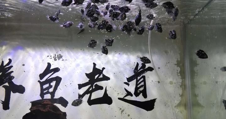 繁殖期虎魚行為觀察要點(diǎn)，虎魚在繁殖期的行為特征及其對繁殖效果的影響 虎魚百科 第1張