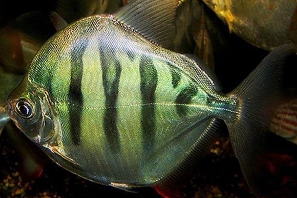 細(xì)線銀版魚(yú)繁殖飼料選擇，細(xì)線銀版魚(yú)的繁殖飼料選擇應(yīng)考慮其草食性特征 觀賞魚(yú)市場(chǎng)（混養(yǎng)魚(yú)） 第1張