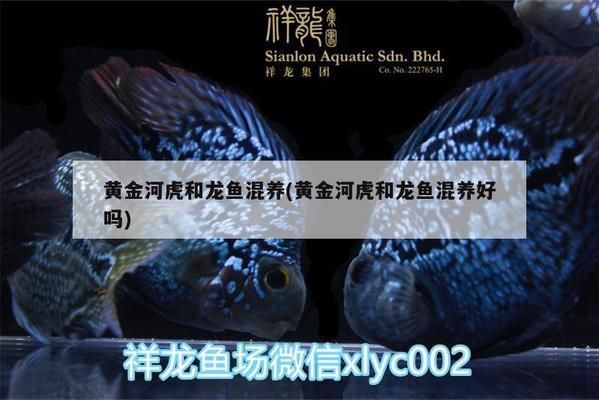 黃金河虎魚混養(yǎng)成功案例 虎魚百科 第2張