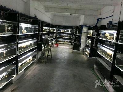 祥龍漁場線下門店分布，祥龍漁場線下門店分布情況 觀賞魚市場（混養(yǎng)魚） 第1張