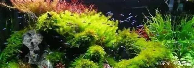 我想看紅龍魚圖片大全大圖，紅龍魚圖片大全 水族問答