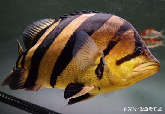 四紋虎魚(yú)混養(yǎng)伴侶選擇指南，四紋虎魚(yú)混養(yǎng)風(fēng)水寓意，四紋虎魚(yú)混養(yǎng)風(fēng)水寓意寓意 虎魚(yú)百科 第3張