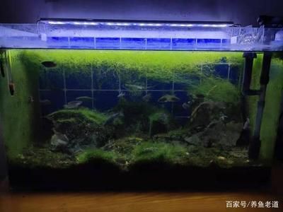 魚缸藻類控制技巧，有效的魚缸藻類控制技巧 虎魚百科 第6張