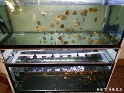 紅龍魚500萬，如何鑒別紅龍魚的真假 水族問答