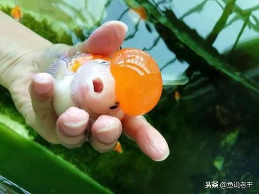 魚缸綠水養(yǎng)魚好不好，如何控制綠水養(yǎng)魚的管理技巧 魚缸百科 第6張