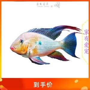 白子關(guān)刀魚(yú)苗疾病預(yù)防方法，白子關(guān)刀魚(yú)苗疾病預(yù)防方法摘要：白子關(guān)刀魚(yú)苗疾病監(jiān)測(cè)方法 觀賞魚(yú)市場(chǎng)（混養(yǎng)魚(yú)） 第3張