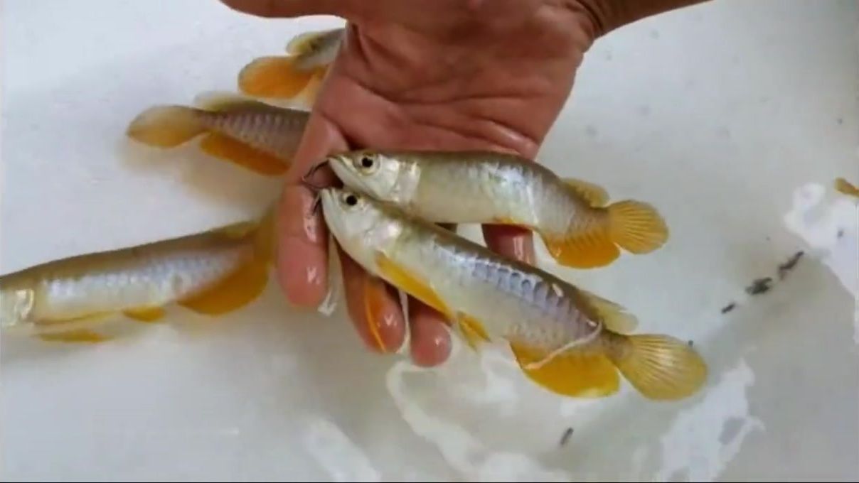 金龍魚幼苗多少錢一只啊，金龍魚幼苗品種特點對比金龍魚幼苗價格對比 龍魚百科 第2張