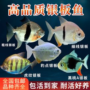 虎紋銀板魚活餌料獲取途徑，虎紋銀板魚活餌料家庭養(yǎng)殖技巧，水族店購買活餌料注意事項(xiàng)