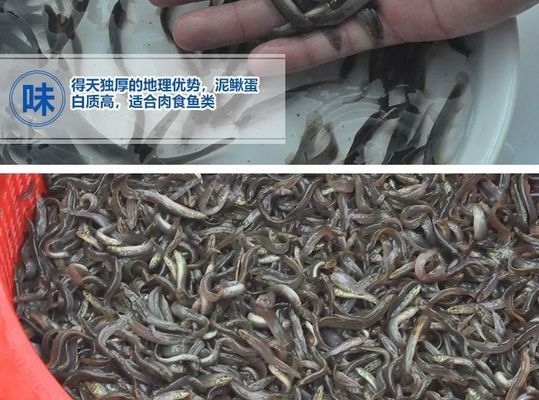 龍魚喂活泥鰍，活泥鰍的喂食方法