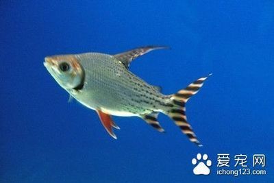 紅頭利魚細(xì)菌性敗血癥預(yù)防，如何提高魚類免疫力