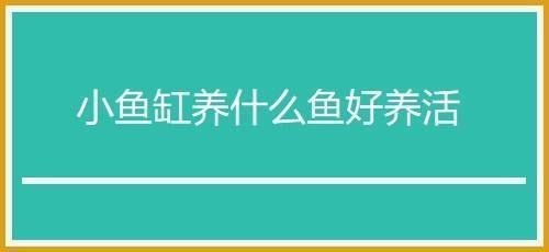 桌面魚(yú)缸適合養(yǎng)什么魚(yú)好，桌面魚(yú)缸養(yǎng)魚(yú)水質(zhì)維護(hù)方法 魚(yú)缸百科 第6張