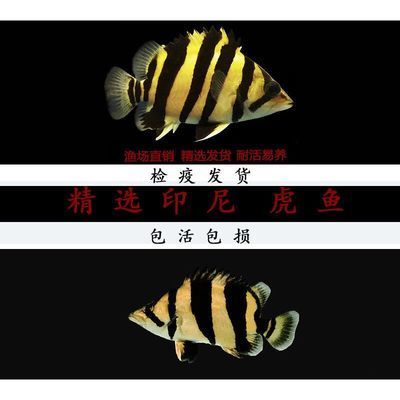 蘇虎魚適宜水溫范圍，蘇虎魚最佳生長(zhǎng)水溫,蘇虎魚冬季養(yǎng)護(hù)技巧,蘇虎魚水溫控制方法 虎魚百科 第4張