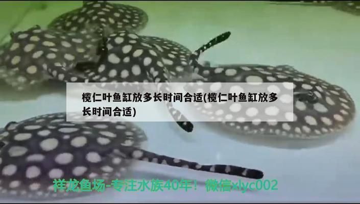 四紋虎混養(yǎng)缸內(nèi)植物選擇，四紋虎魚混養(yǎng)缸內(nèi)水草布局技巧 虎魚百科 第5張