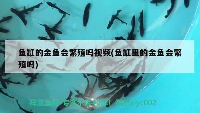 金老虎魚活餌選擇技巧，老虎魚活餌最佳種類，紅老虎魚活餌保存方法，活蝦釣魚技巧分享 虎魚百科 第1張