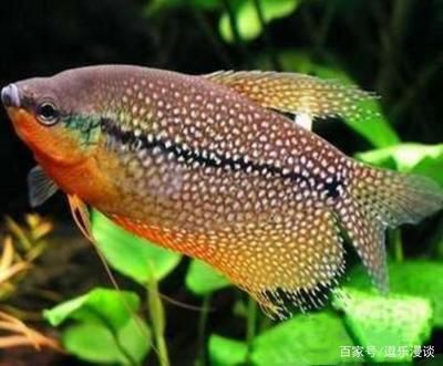 斑馬鴨嘴魚食物選擇指南，斑馬鴨嘴魚飼料品牌推薦 觀賞魚市場（混養(yǎng)魚） 第3張