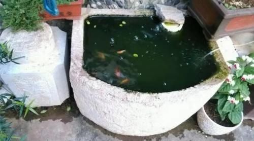 金老虎魚飼料品牌用戶評價，金老虎魚飼料品牌及其用戶評價金老虎魚飼料品牌及其用戶評價 虎魚百科 第2張