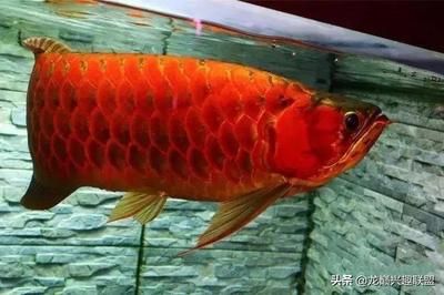 龍魚公母怎么區(qū)分，龍魚公母如何區(qū)分龍魚公母的性別，專家分享專業(yè)鑒別技巧