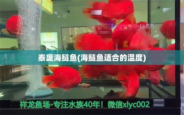 泰龐海鰱魚混養(yǎng)搭配建議，泰龐海鰱與虎魚混養(yǎng)注意事項(xiàng) 虎魚百科 第3張