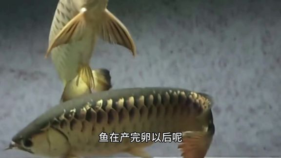 金龍魚解說(shuō)，金龍魚品種鑒賞指南