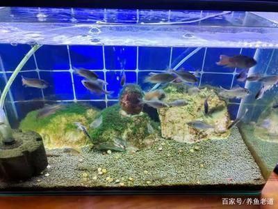 魚缸最好養(yǎng)的魚，如何維護(hù)魚缸水質(zhì)穩(wěn)定不同魚種的飼養(yǎng)技巧分享