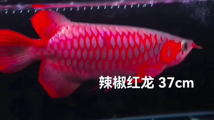 印尼綠皮辣椒紅龍魚適宜水溫范圍，印尼綠皮辣椒紅龍魚的適宜水溫范圍 觀賞魚市場（混養(yǎng)魚） 第2張