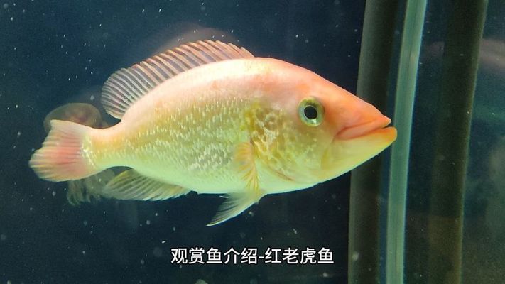 紅老虎魚，紅老虎魚的飼養(yǎng)技巧 虎魚百科 第5張