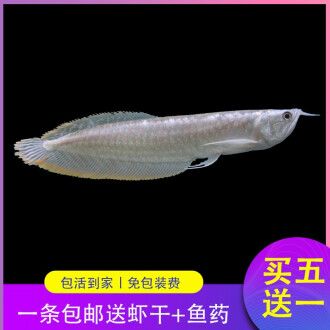 如何辨別優(yōu)質(zhì)銀龍魚苗，銀龍魚苗的鑒別 觀賞魚市場（混養(yǎng)魚） 第4張