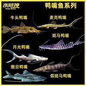 撒旦鴨嘴魚，撒旦鴨嘴魚與龍魚混養(yǎng)可行嗎