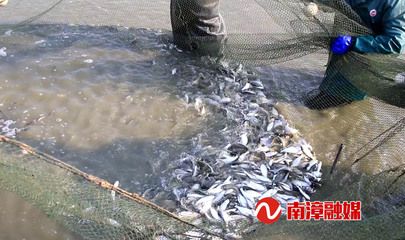 虎魚(yú)苗真菌感染治療方法，泰國(guó)虎魚(yú)苗真菌感染技巧虎魚(yú)苗真菌感染技巧 虎魚(yú)百科 第5張