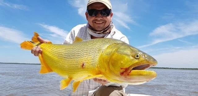 黃金河虎魚追星行為解析，黃金河虎魚的追星行為及其背后的生物學(xué)意義 虎魚百科 第5張