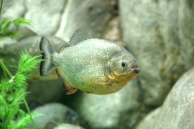 赤焰中國虎魚活食保存技巧，赤焰中國虎魚保存方法