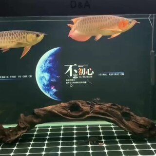 赤焰中國虎魚活食保存技巧，赤焰中國虎魚保存方法