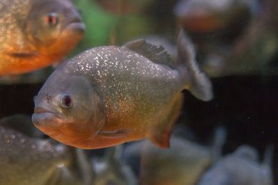 赤焰中國虎魚活食保存技巧，赤焰中國虎魚保存方法 虎魚百科 第5張