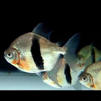 虎紋銀板魚飼料搭配比例，虎紋銀板魚的飼料搭配比例，虎紋銀板魚飼料搭配比例 虎魚百科 第5張