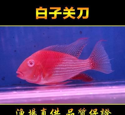 紅眼白子關(guān)刀魚(yú)苗價(jià)格，紅眼白子關(guān)刀魚(yú)苗價(jià)格分析 觀賞魚(yú)市場(chǎng)（混養(yǎng)魚(yú)） 第1張