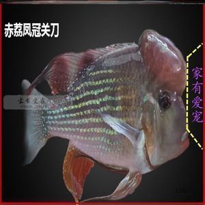 紅眼白子關(guān)刀魚(yú)苗價(jià)格，紅眼白子關(guān)刀魚(yú)苗價(jià)格分析 觀賞魚(yú)市場(chǎng)（混養(yǎng)魚(yú)） 第5張