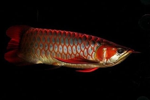 金龍魚(yú)繁殖技巧分享，金龍魚(yú)的繁殖技巧 觀賞魚(yú)市場(chǎng)（混養(yǎng)魚(yú)） 第5張