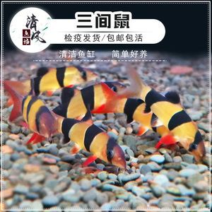 三間鼠魚苗常見疾病預(yù)防，三間鼠魚苗常見疾病預(yù)防方法以幫助養(yǎng)殖者減少損失 觀賞魚市場（混養(yǎng)魚）