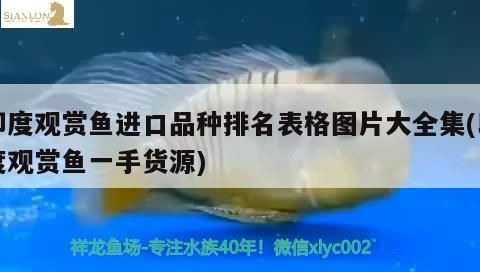 魚缸水泵10大品牌，魚缸水泵品牌性價比排行