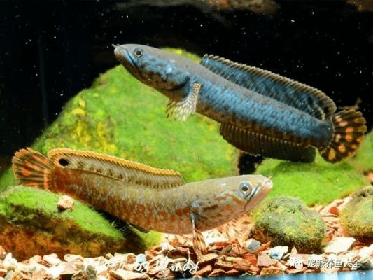 什么品種雷龍魚(yú)好看又漂亮，好看又漂亮的雷龍魚(yú)品種，雷龍魚(yú)色彩變化原因是什么