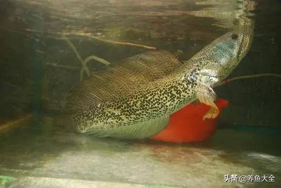 什么品種雷龍魚好看又漂亮，好看又漂亮的雷龍魚品種，雷龍魚色彩變化原因是什么 龍魚百科 第4張