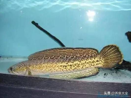 什么品種雷龍魚好看又漂亮，好看又漂亮的雷龍魚品種，雷龍魚色彩變化原因是什么 龍魚百科 第5張