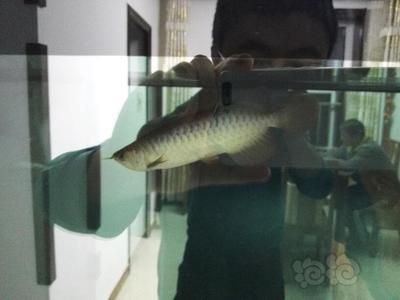 龍魚老頭魚怎么分辨，如何判斷龍魚的年齡？ 魚缸百科 第4張