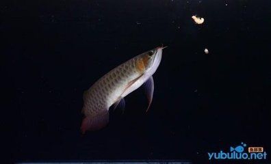 如何選擇巴卡雷龍魚混養(yǎng)伙伴，巴卡雷龍魚混養(yǎng)常見問題巴卡雷龍魚混養(yǎng)成功案例 虎魚百科 第3張