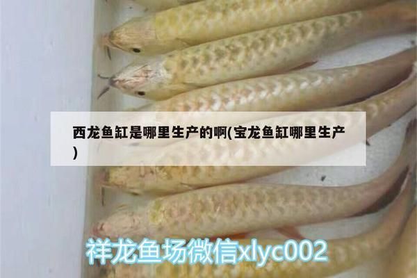 寶龍魚缸哪里生產(chǎn)的 魚缸百科 第2張