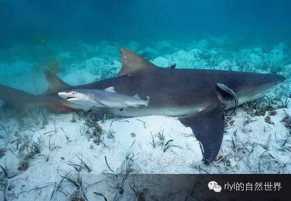 春季鯊魚繁殖習(xí)性探究，探究春季鯊魚的繁殖習(xí)性 虎魚百科 第5張